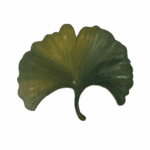 Logo Gabinetów Pomorska – liść miłorzębu
